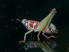 Litothericles marginatus