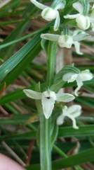 Platanthera brevicalcarata