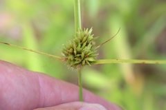 Cyperus lupulinus macilentus