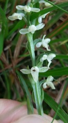 Platanthera brevicalcarata