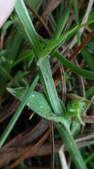 Platanthera brevicalcarata