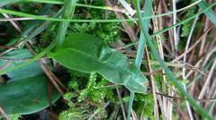 Platanthera brevicalcarata