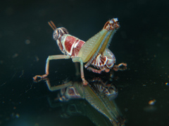 Litothericles marginatus