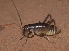 Nasidius pulchriventris