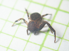 Pycnaxis