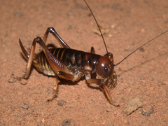 Nasidius pulchriventris