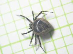 Emertonella taczanowskii