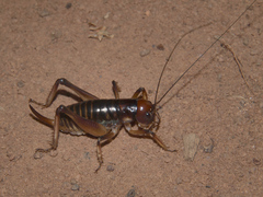 Nasidius pulchriventris