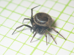 Emertonella taczanowskii