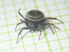 Emertonella taczanowskii