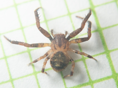 Pycnaxis