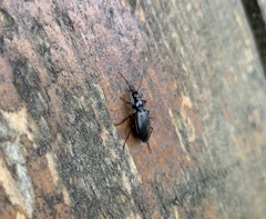 Limodromus
