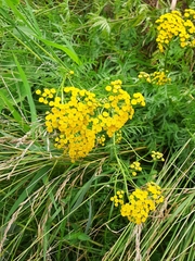 Tanacetum vulgare
