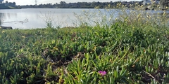 Carpobrotus modestus