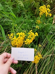 Tanacetum vulgare