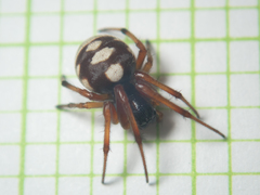Araneus ejusmodi