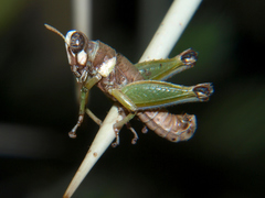 Lophothericles euchore