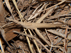 Machaeridia conspersa