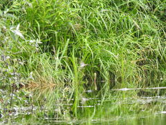 Acrocephalus schoenobaenus