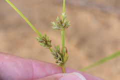 Cyperus lupulinus lupulinus