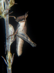 Stenothericles jagoi