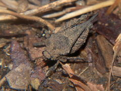 Dasyleurotettix infaustus