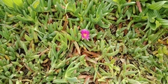 Carpobrotus modestus