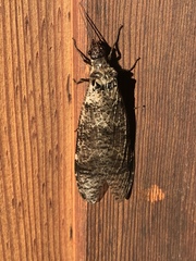 Dysmicohermes disjunctus