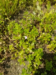 Lindernia procumbens