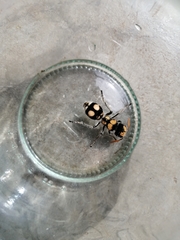 Hoplomutilla insignis