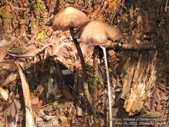 Psilocybe subcaerulipes