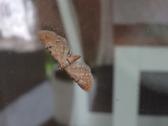 Eupithecia assimilata