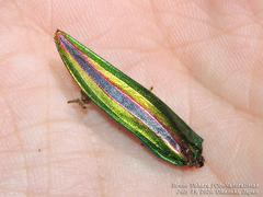 Chrysochroa fulgidissima