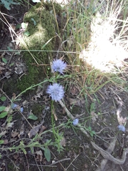 Jasione
