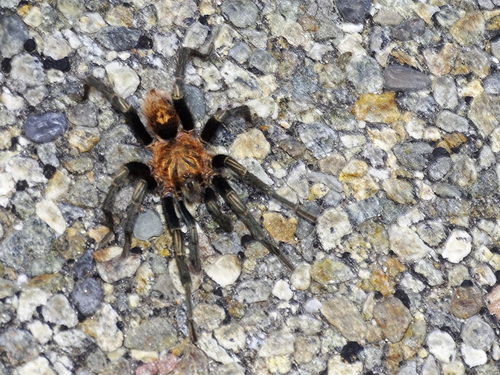 Guatemalan Tiger Rump Tarantula