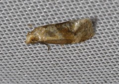 Gynnidomorpha romonana