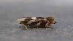 Bucculatrix canadensisella