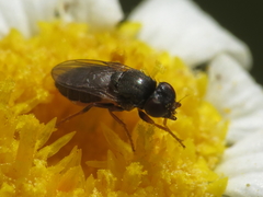 Siphonella oscinina