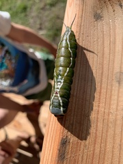 Cerura