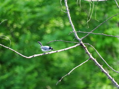 Polioptila albiloris