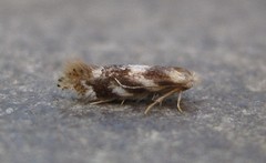 Bucculatrix canadensisella