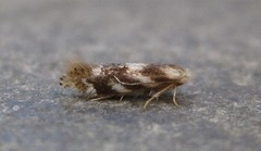 Bucculatrix canadensisella