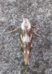 Bucculatrix canadensisella