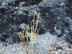 Anarrhinum bellidifolium
