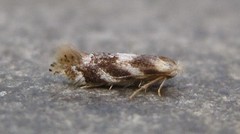 Bucculatrix canadensisella