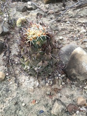 Coryphantha salinensis