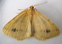 Macaria ribearia