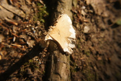 Basidiomycota
