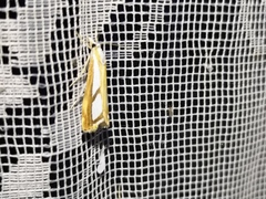 Catoptria permutatellus