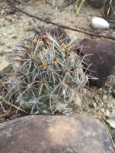 Coryphantha salinensis